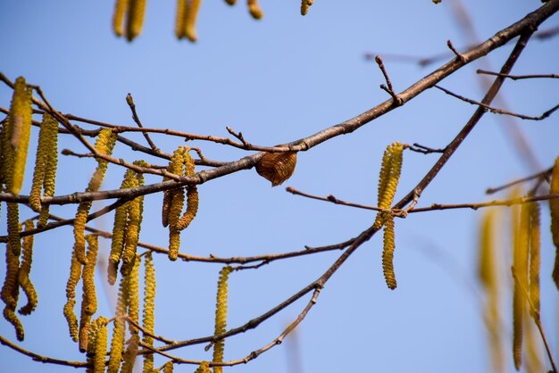 Foto polinização por abelhas brincos avelã avelã de floração