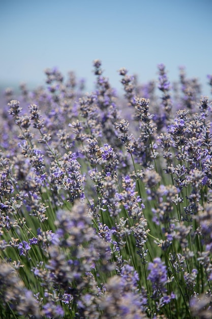 Foto polinización de abejas de una flor de lavanda en un campo de lavanda, plano medio, horizontal