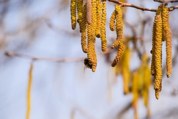 Foto polinización por abejas pendientes avellana avellana con flores avellana