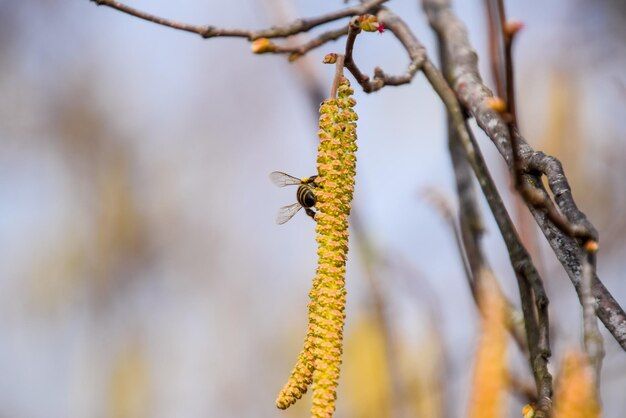 Foto polinización por abejas pendientes avellana avellana con flores avellana