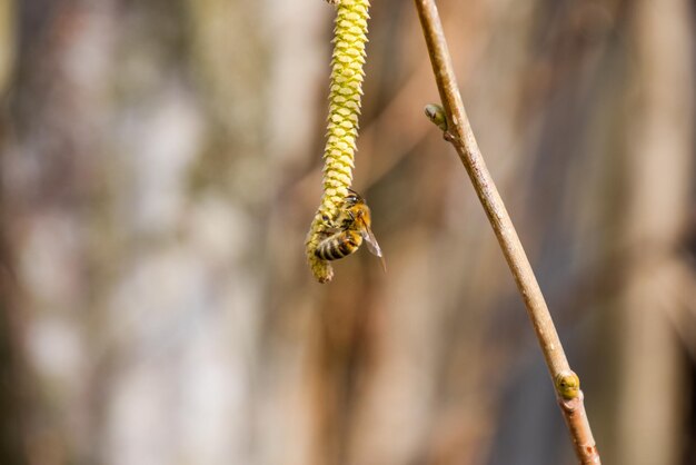 Foto polinización por abejas pendientes avellana avellana con flores avellana