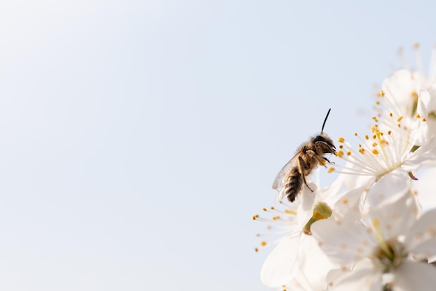 Polinización en progreso Una abeja en una flor de árbol frutal