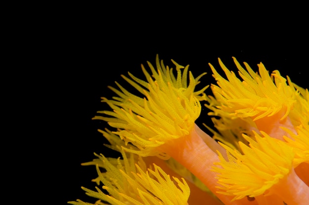 Foto pólipos de coral amarillos en el fondo negro en cebú, filipinas