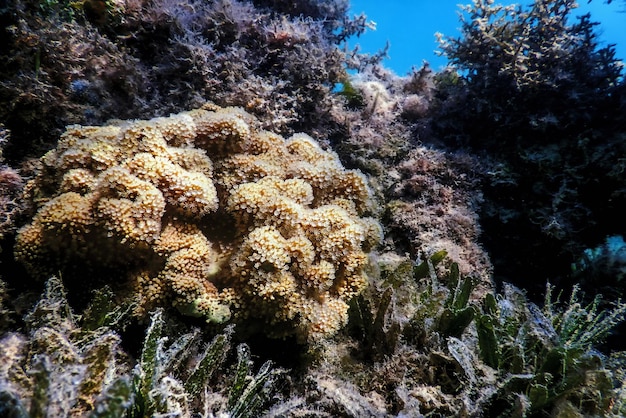 Pólipos del coral, arrecife de paisaje submarino, fondo azul submarino