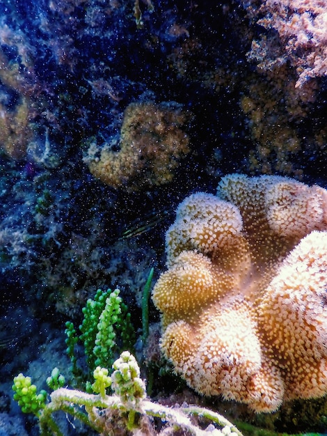 Pólipos de coral, paisagem subaquática de recife, fundo azul subaquático