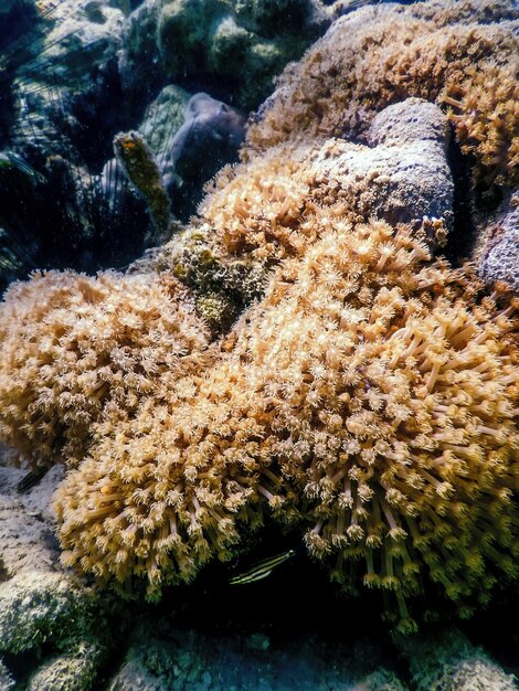 Foto pólipos do recife coral da paisagem subaquática