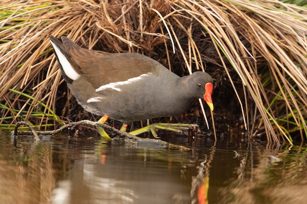 Polla de agua común Gallinula chloropus Málaga España