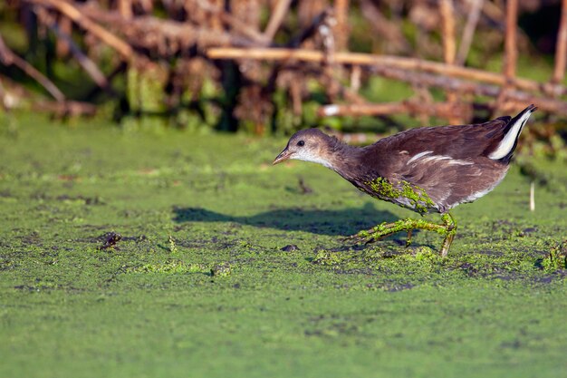 La polla de agua común también conocida como gallina de agua o de pantano