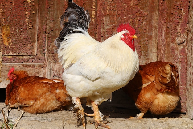 Polla blanca y gallinas en el pueblo