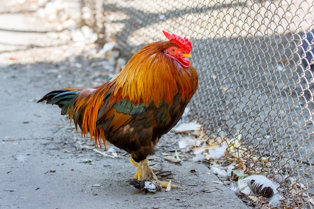 Polla enana en la granja cerca de la valla_