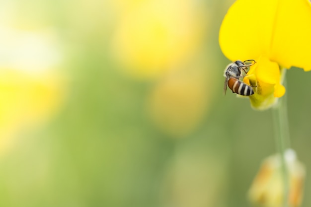 Pollen beschäftigt, Schönheit schließen, Essen, Insekt