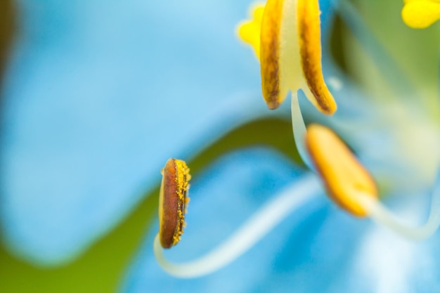 Pollen von Butterfly Pea Flower Macrophotography