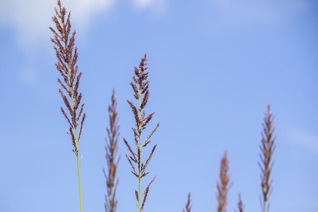 Pollenheu in der Natur Das verwelkte im Sommer