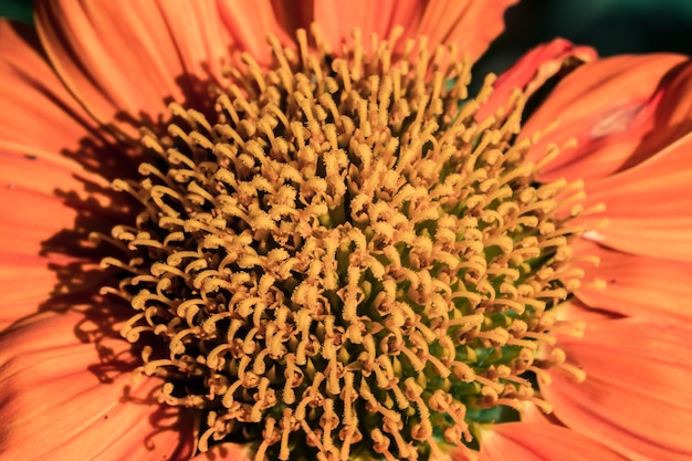 Pollensonnenblume Orange