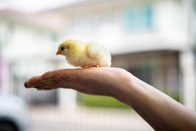 Pollito adorable amarillo en la mano del hombre humano en la luz exterior con fondo borroso