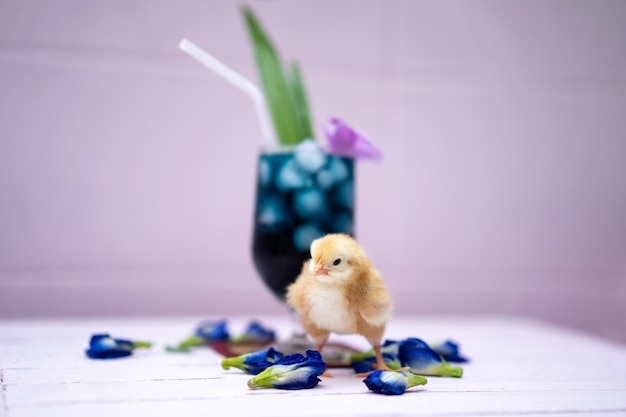 Un pollito amarillo con agua de guisante de mariposa y hielo en una copa de champán está decorado con orquídeas y hojas de pandan. Se muestra y se muestra en una mesa de madera de color rosa pastel frente a la pared de cemento.