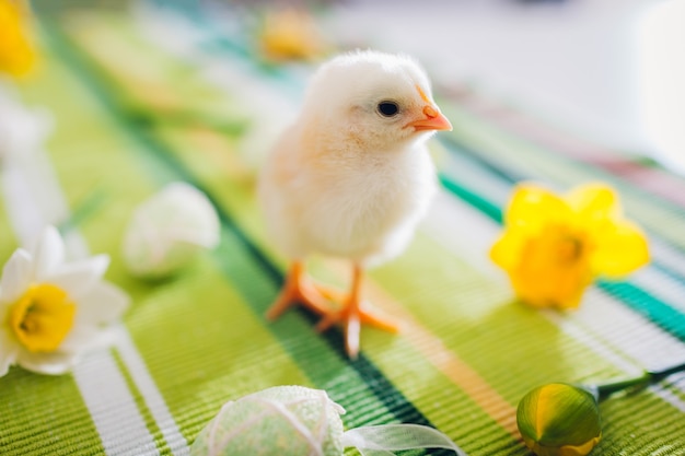 Pollito amarillo caminando entre flores de primavera y huevos de Pascua