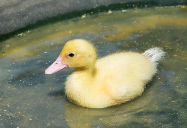 Pollito amarillo nadando en el estanque