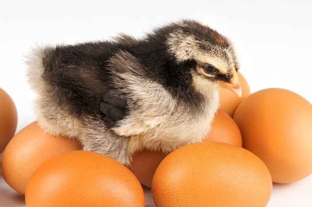 Pollito amarillo y negro recién nacido con huevos en un fondo blanco