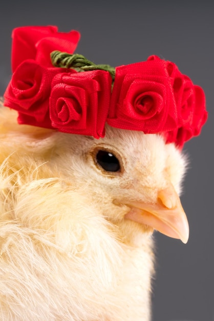 Pollito amarillo recién nacido con una corona de rosas en la cabeza sobre un fondo gris