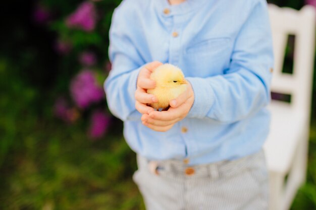 Pollito amarillo