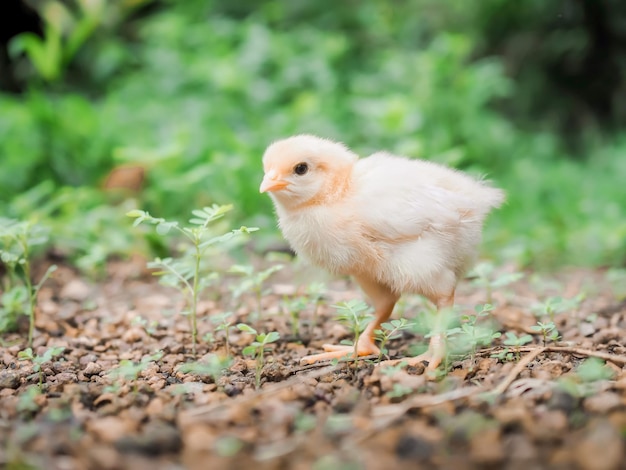 Foto un pollito bebé en el jardín.