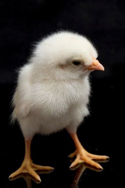 Un pollito blanco recién nacido sobre fondo negro