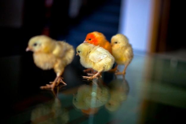 Un pollito con cabeza naranja.