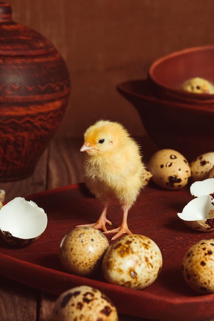 Un pollito de codorniz un pollo nacido de un huevo Se encuentra entre cerámica y huevos Estilo rústico