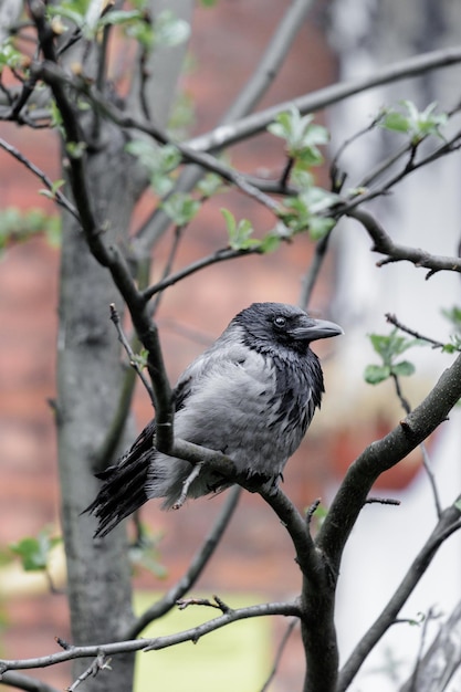 El pollito cuervo está sentado en un árbol contra el fondo de una casa de ladrillos con vida silvestre en la ciudad