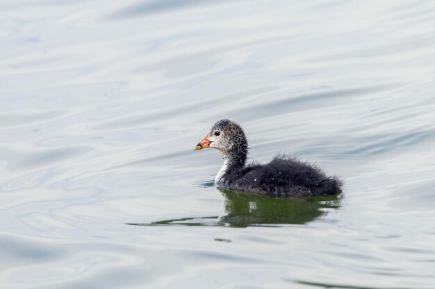 Pollito de focha común (Fulica atra) Natación