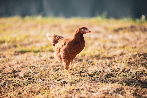 Pollito de gallina caminando en el jardín