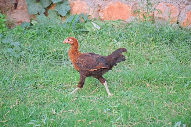 Pollito de gallina en césped