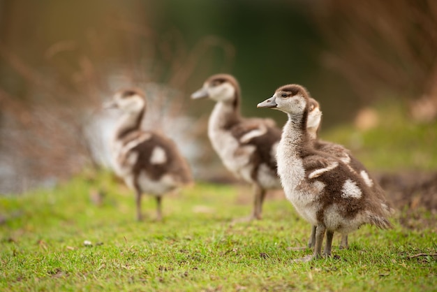 Foto el pollito de ganso egipcio alopochen aegyptiaca en el animal de primavera y el pájaro acuático