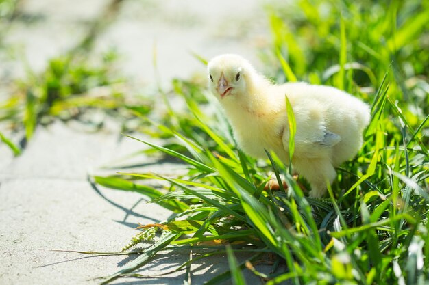 Pollito en la hierba