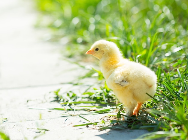 Pollito en la hierba