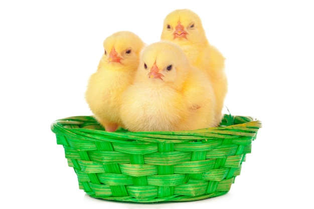 pollito y huevos en el nido, aislado en el blanco