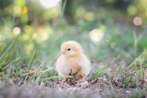 Un pollito en el jardín.