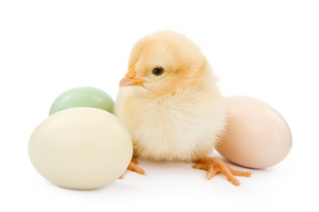 Un pollito junto a los huevos de Pascua