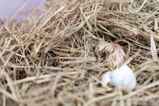 El pollito Leghorn recién nacido nació de un huevo en el nido.