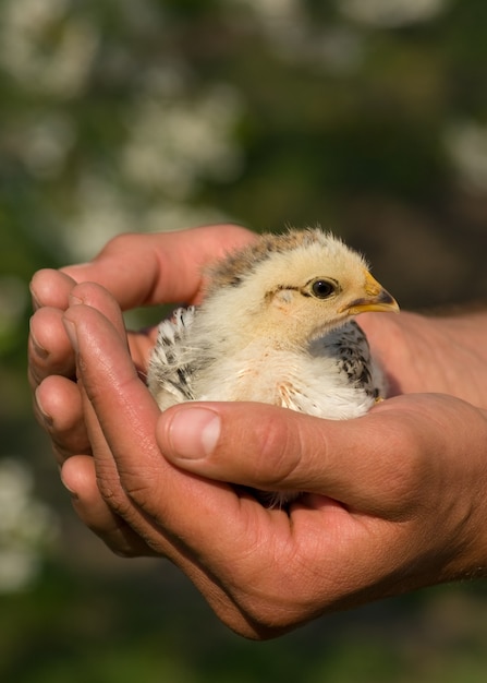 Pollito en las manos de cerca.