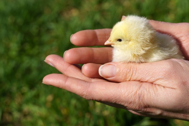 Pollito en manos sobre un fondo de hierba verde