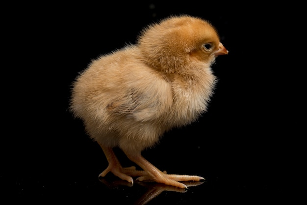 Un pollito marrón recién nacido sobre fondo negro