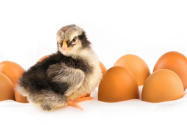 Pollito negro y amarillo recién nacido con huevos en el recipiente blanco