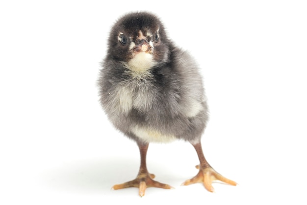 Un pollito recién nacido sobre fondo blanco.