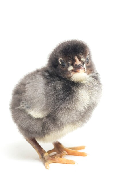 Un pollito recién nacido sobre fondo blanco.