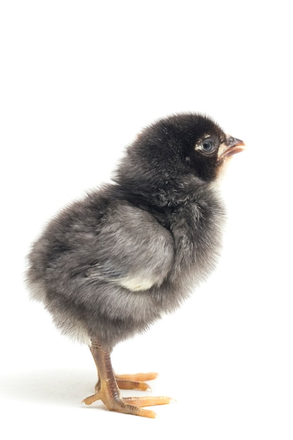 Un pollito recién nacido sobre fondo blanco.