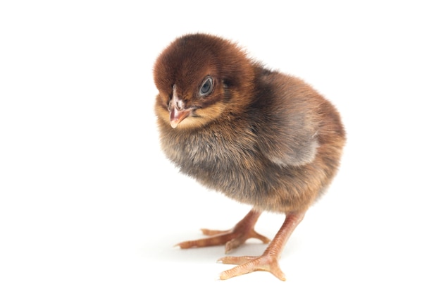 Un pollito recién nacido sobre fondo blanco.