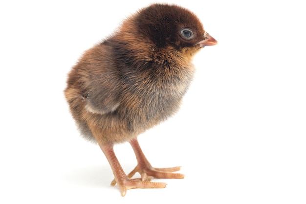 Un pollito recién nacido sobre fondo blanco.