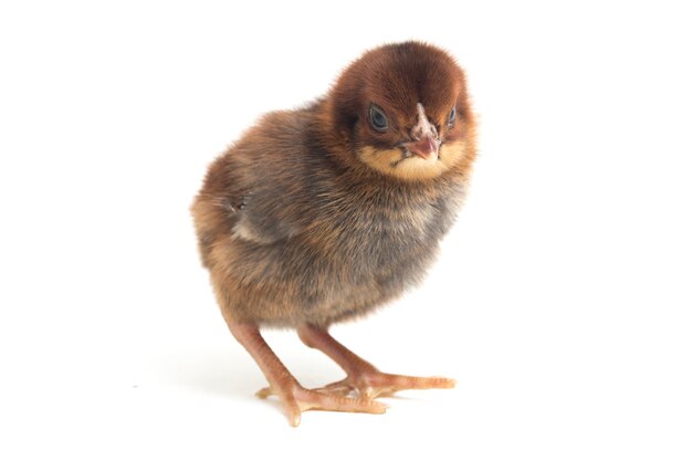 Un pollito recién nacido sobre fondo blanco.